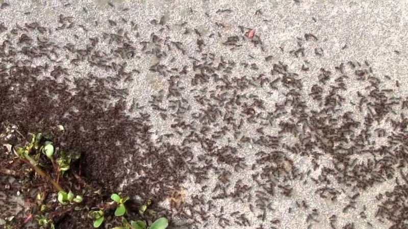 extermination-Pavement ants