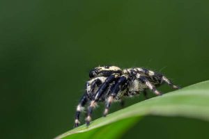 araignée présente sur une feuille d’arbre