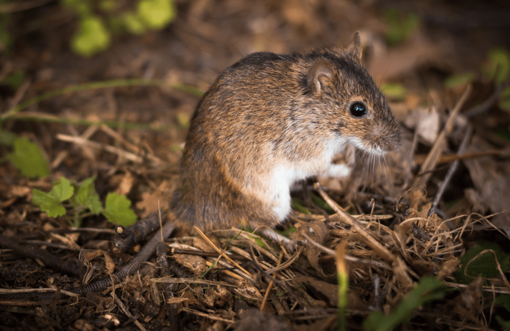 Un mulot en extérieur pour illustrer la différence entre un rat, une souris et un mulot