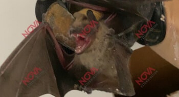 Capture de chauve souris