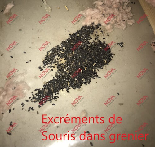 Décontamination après une infestation de souris