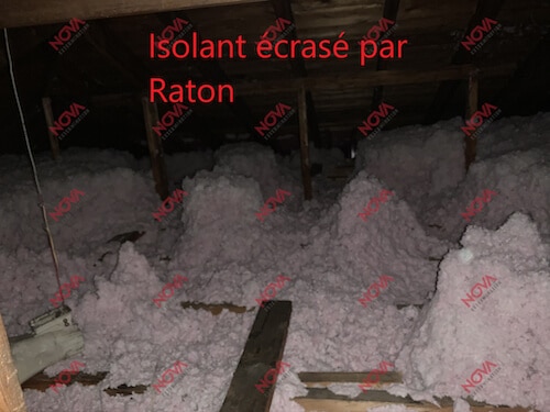 Décontamination après une infestation de souris