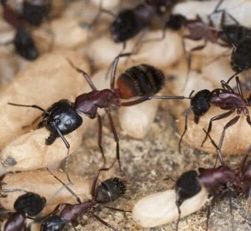 De la démocratie chez les fourmis charpentières