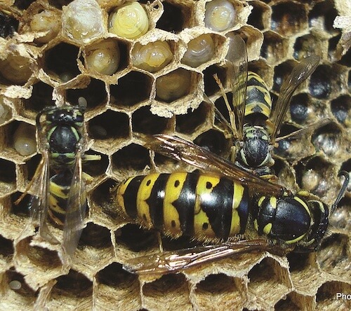 Choisir un Exterminateur, Extermination Araignées