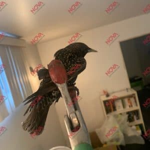Un oiseau capturé lors d'une intervention de capture d'oiseaux par Nova Extermination