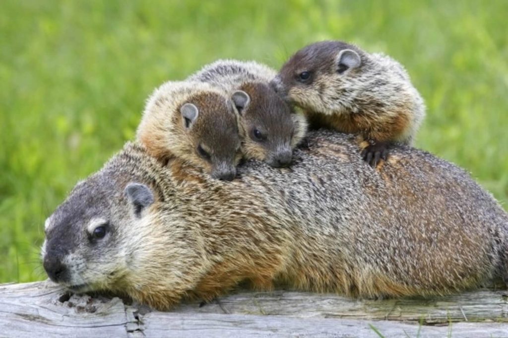 extermination-marmotte