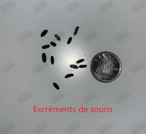 Crotte de souris à coté d'un 10 sous