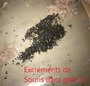 Crottes de souris, cheveux, ciment… ce que contiennent les cigarettes de  contrefaçon