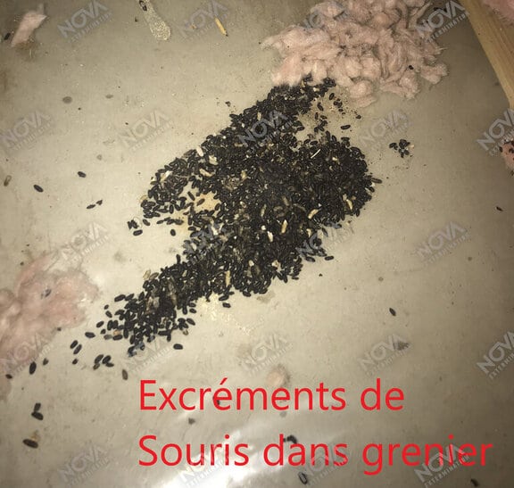 À quoi ressemblent les crottes de souris? Nova Extermination