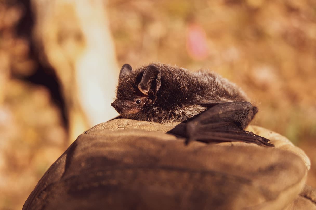 Avoir Une Chauve Souris A La Maison Ventana Blog