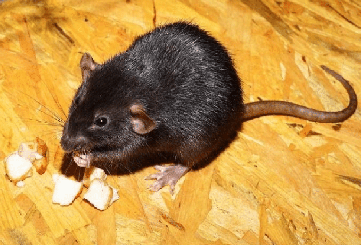 Comment se débarrasser des rats dans une maison ? - Nova Extermination