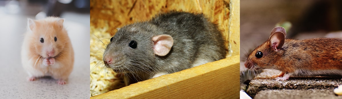 Rat, souris et mulot: quelles différences?