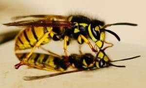 guêpe sur un miroir - Guêpes ou abeilles : différences et caractéristiques