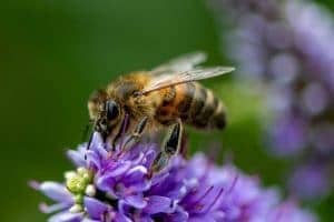 abeille qui butine sur une fleur - Guêpes ou abeilles : différences et caractéristiques