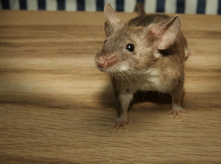 Souris ou Mulot : Comment faire la différence ? 