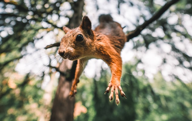 Un écureuil sautant d'un arbre, est un rongeur qui peut s'infiltrer dans le grenier d'une maison