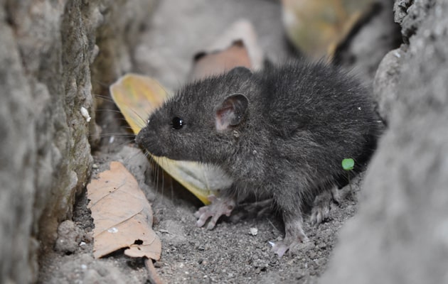Une souris grise est un type de rongeur qui peut s'infiltrer dans le grenier d'une maison