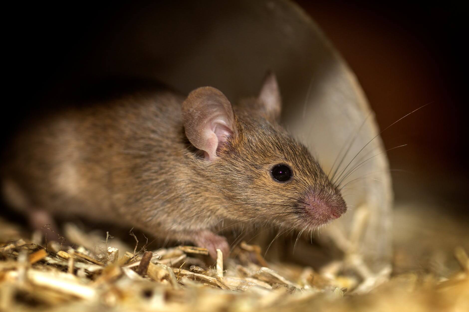 Comment se débarrasser des souris et rats dans une maison ?