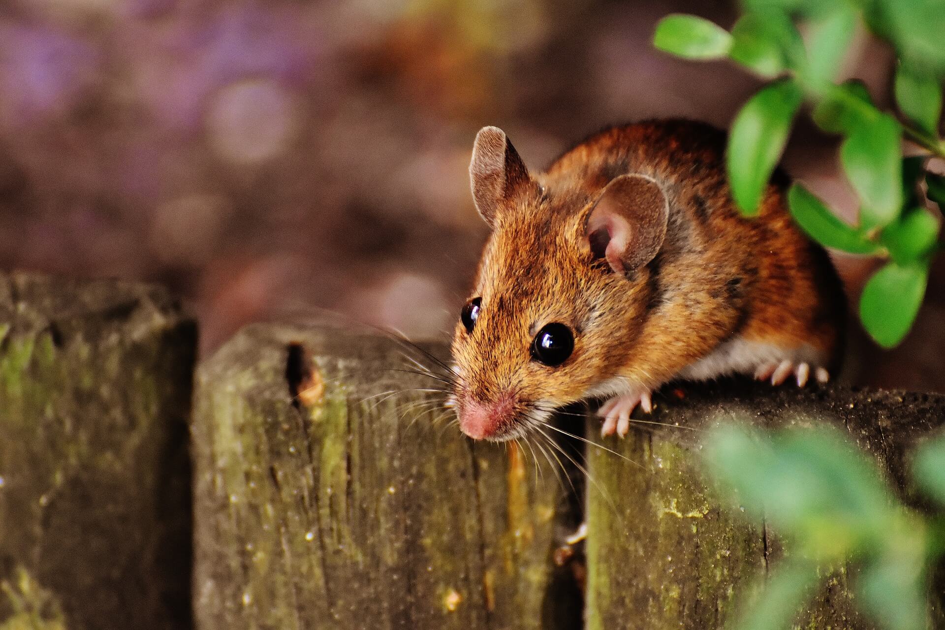 Lutter vous-même contre les souris dans votre maison