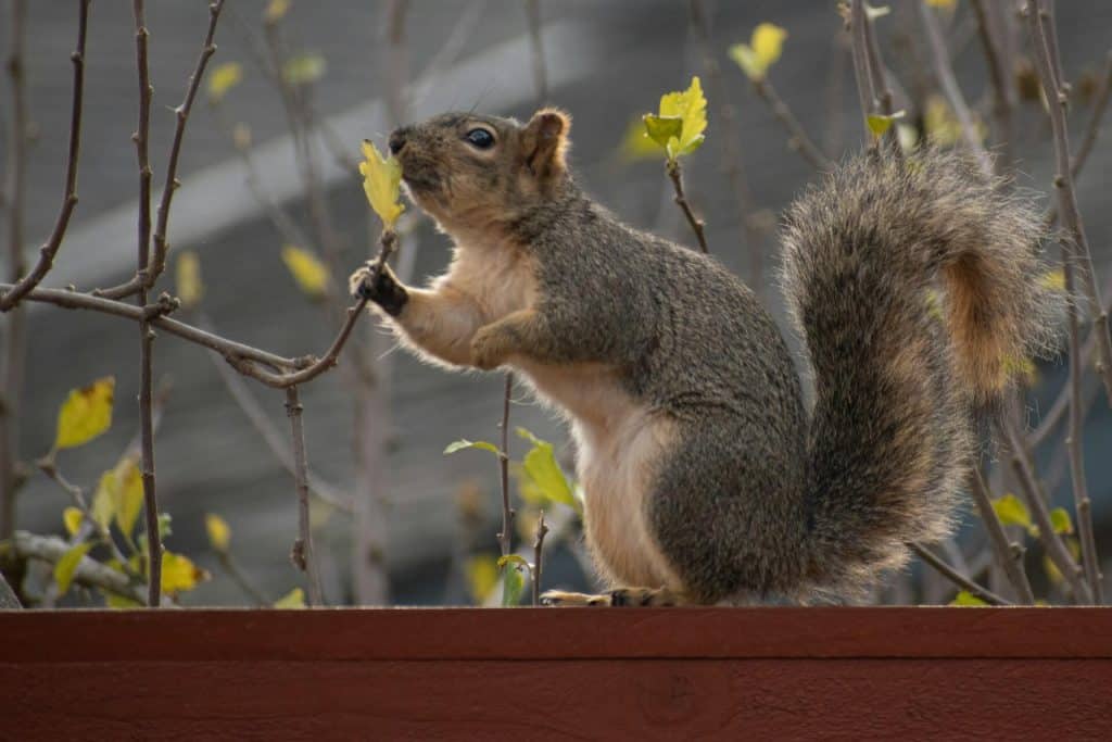 Un écureuil mangeant des feuilles d’arbre perché sur une clôture