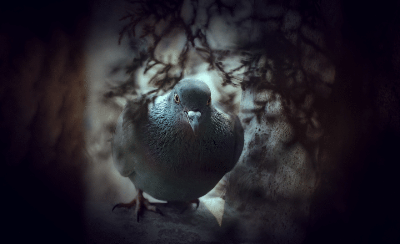 Comment faire fuir les oiseaux de son jardin Nos astuces — free download
