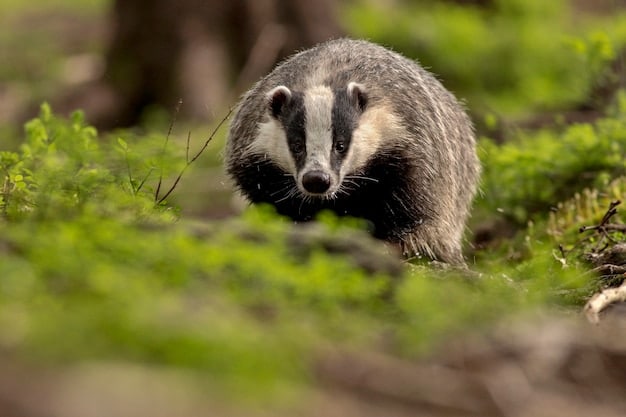 Crotte de moufette : une moufette en quête de nourriture dans un jardin