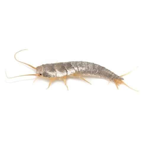 Poisson dargent silver fish extermination