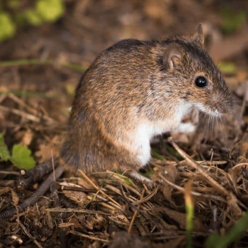 https://www.novaextermination.com/wp-content/uploads/2022/05/calfeutrage-maison-souris.jpeg