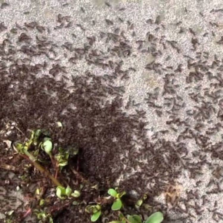 Ant extermination by Nova Extermination