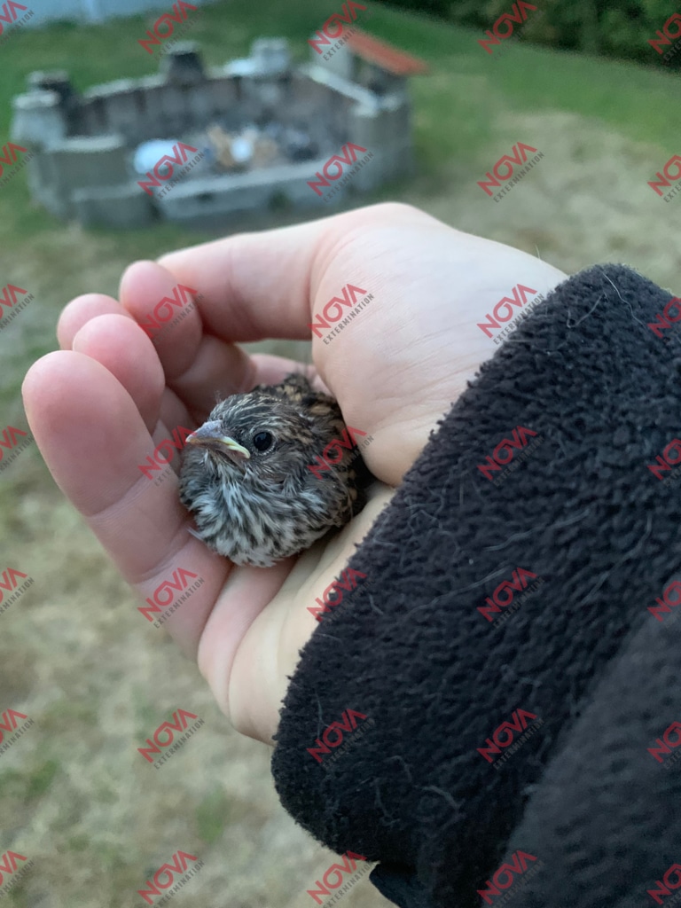 Removal of a nest housed in an air vent.
