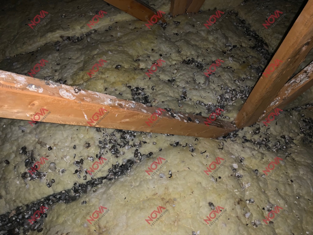 Accumulation of droppings in an infested attic.