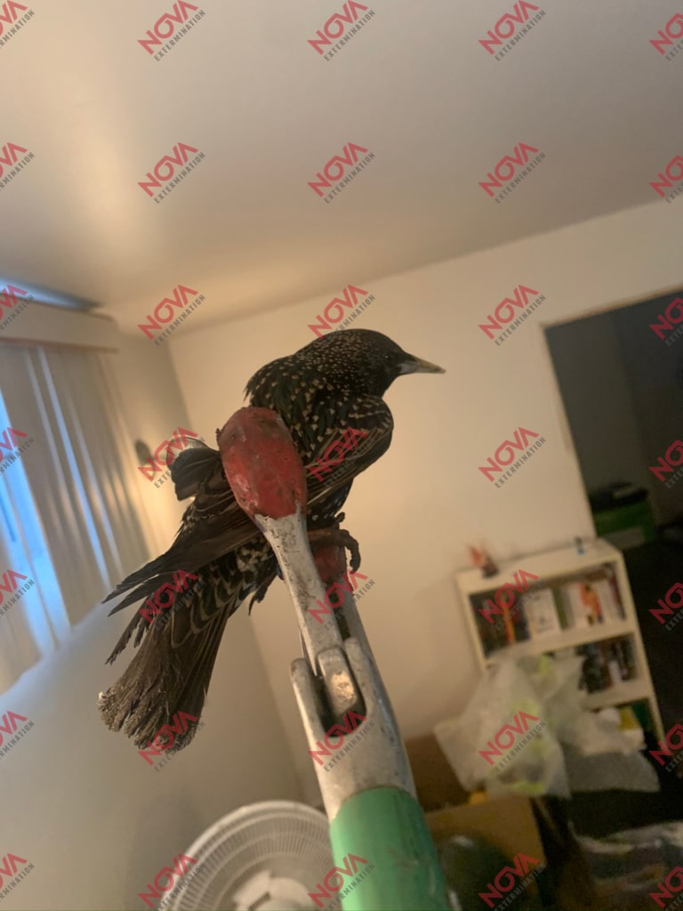 An intruder bird installed inside a building.