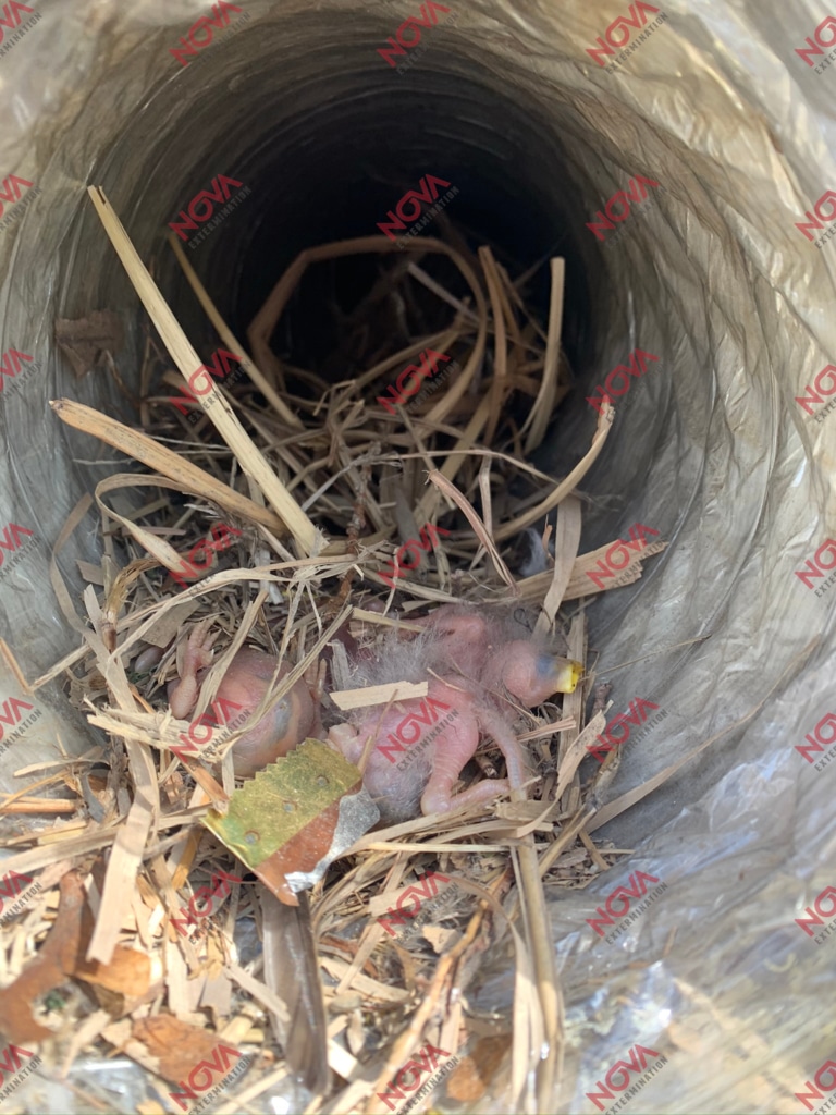Nest and debris removed from a roof duct.