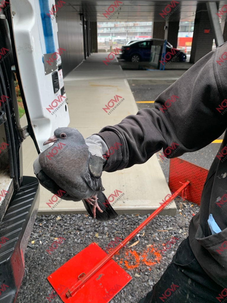 Pigeon captured by our technician during an intervention.