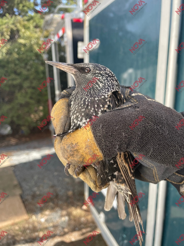 Bird handled with care by our team.