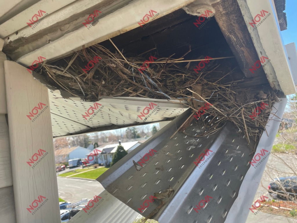 Pigeon's nest housed under an eaves.