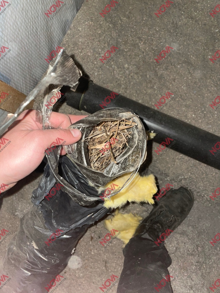 Extraction of a nest stuck in a wall vent.