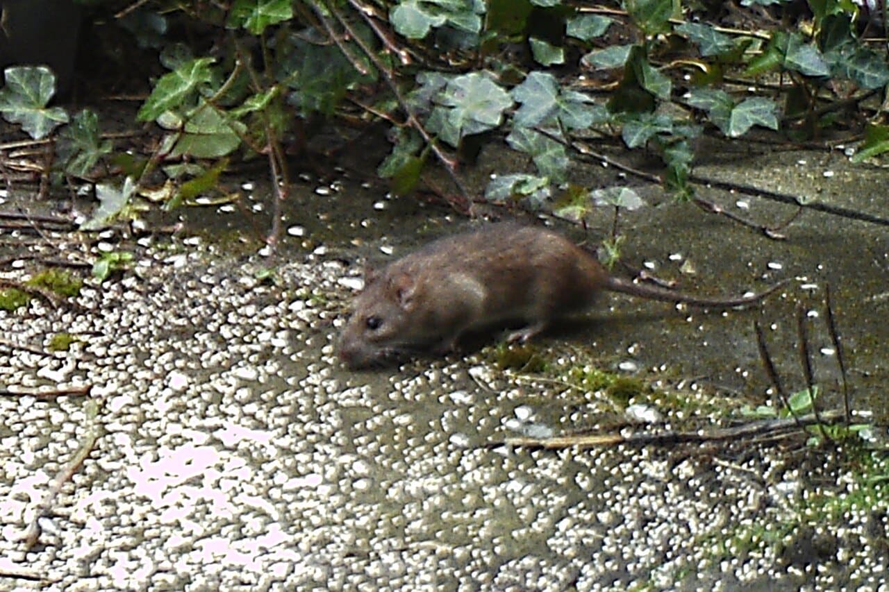 Norway rat walking on the ground along a foundation