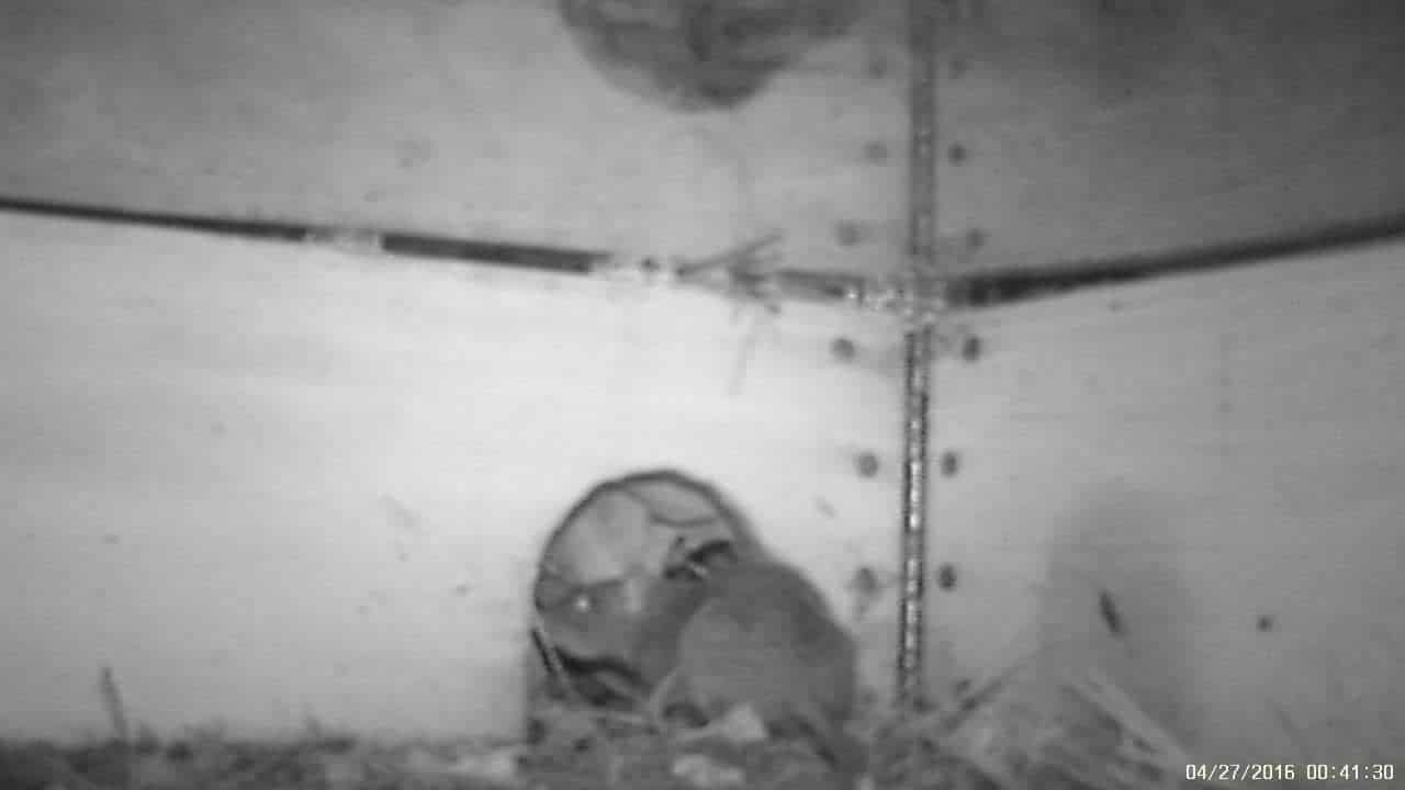 Rat photographed at night in a crawl space
