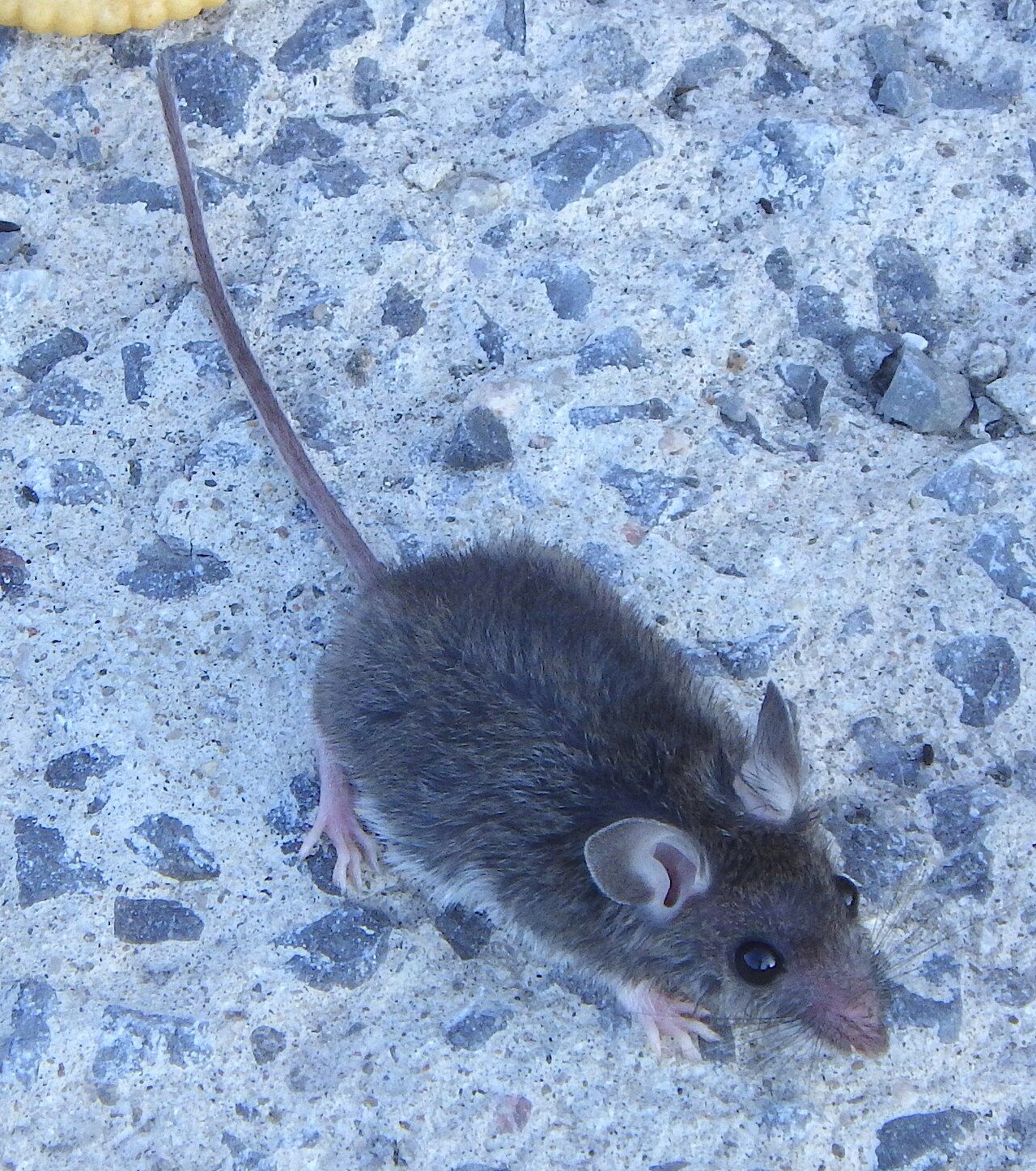 Mouse walking along a concrete foundation wall
