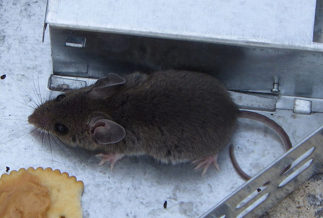 Common mouse circulating in a technical basement nook
